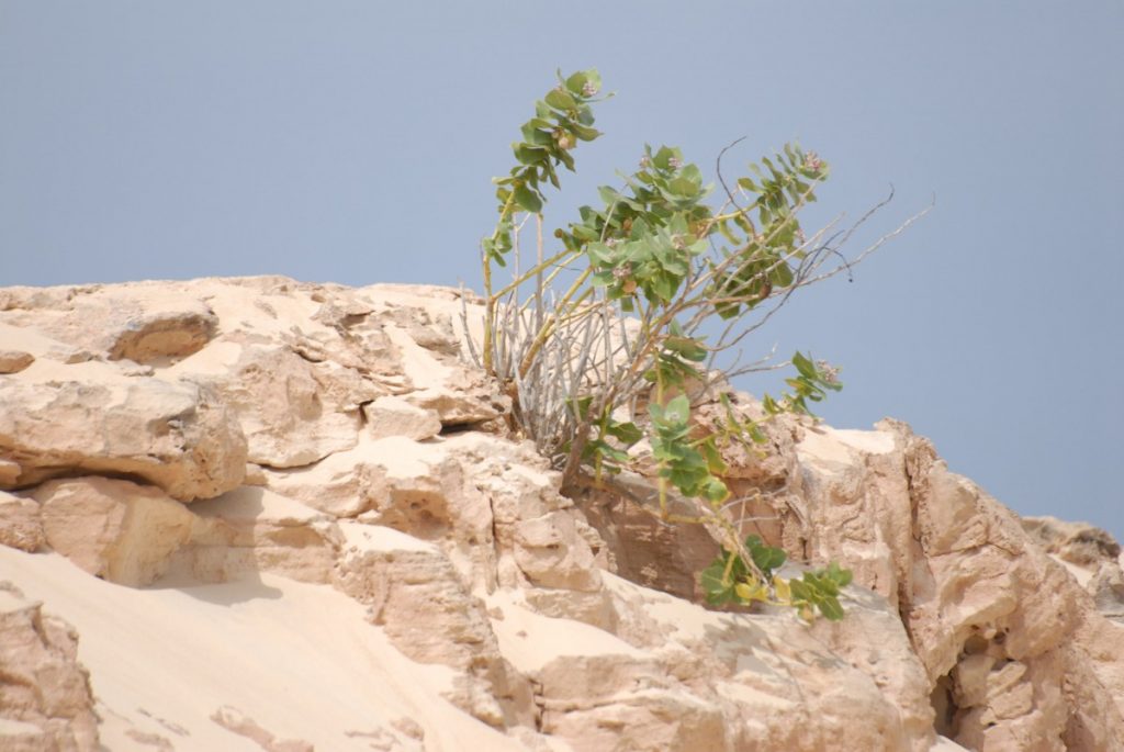 Pasqua Boavista Marine Club Capoverde offerta