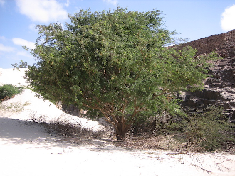 Verde_Boavista alberi di Boavista