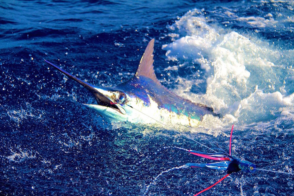 pesca Boavista Capo Verde