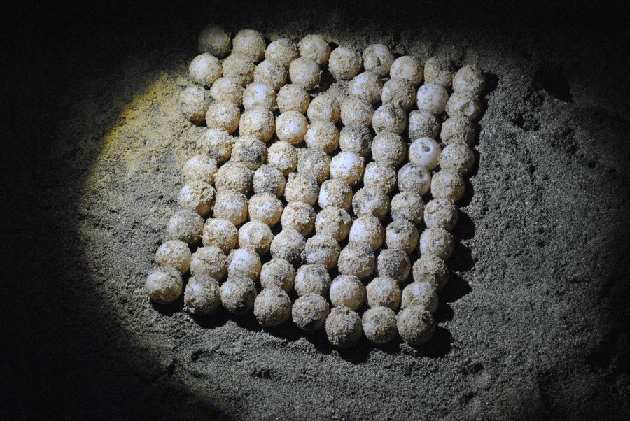 DeposizioneUovaTartarughe Deposizione Uova Tartarughe