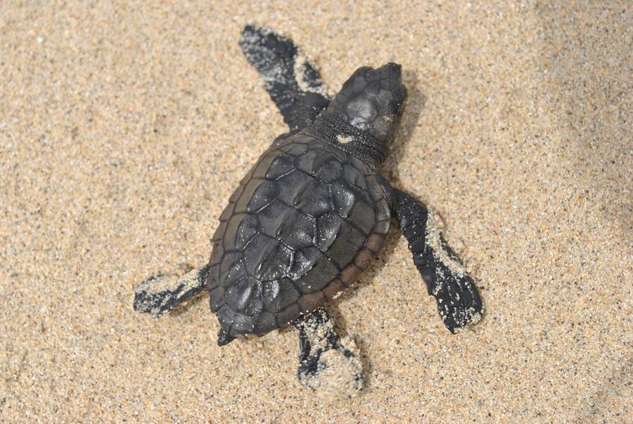 Escursione-Tartaruga-Boavista Escursione Tartaruga Boavista