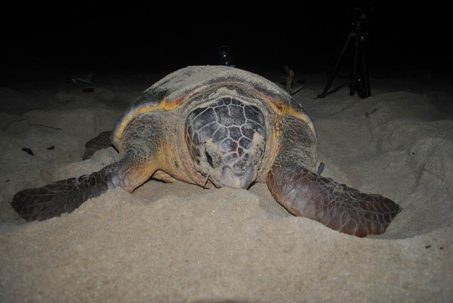 EscursioneTartarugheBoavista Escursione Tartaruga Boavista