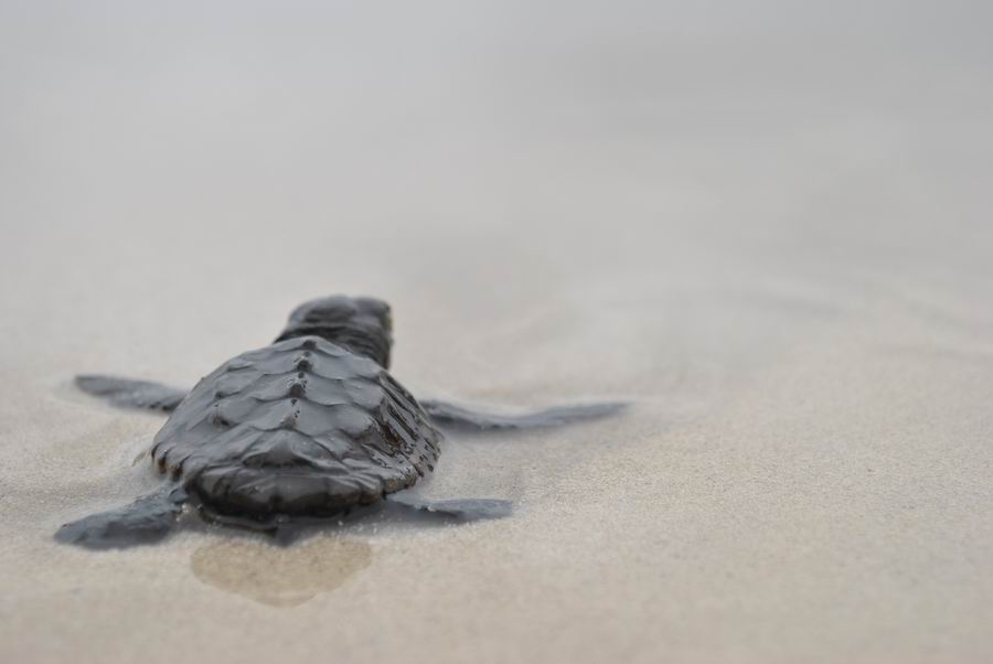 Escursione_Tartaruga_Boavista Escursione Tartaruga Boavista