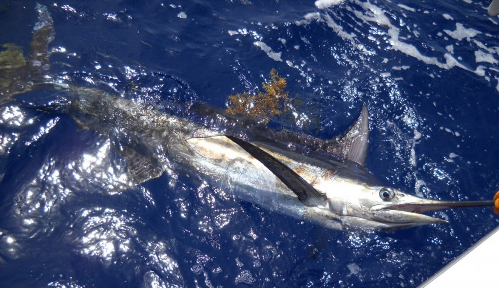 Video Pesca Boavista Capoverde