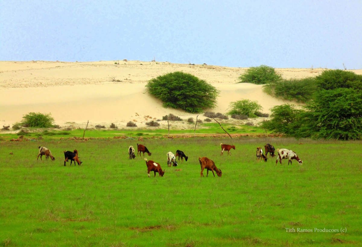 last minute settembre Capoverde Boavista