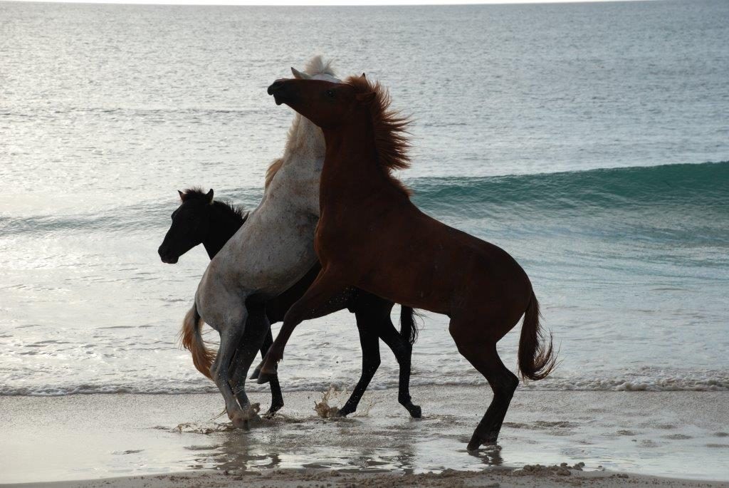 last minute aprile capoverde Boavista