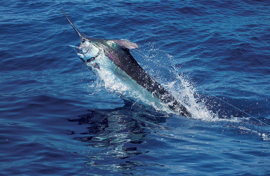 Blumarlin Capo verde