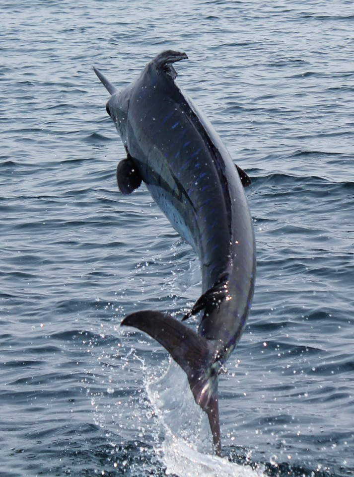 il marlin a capo verde