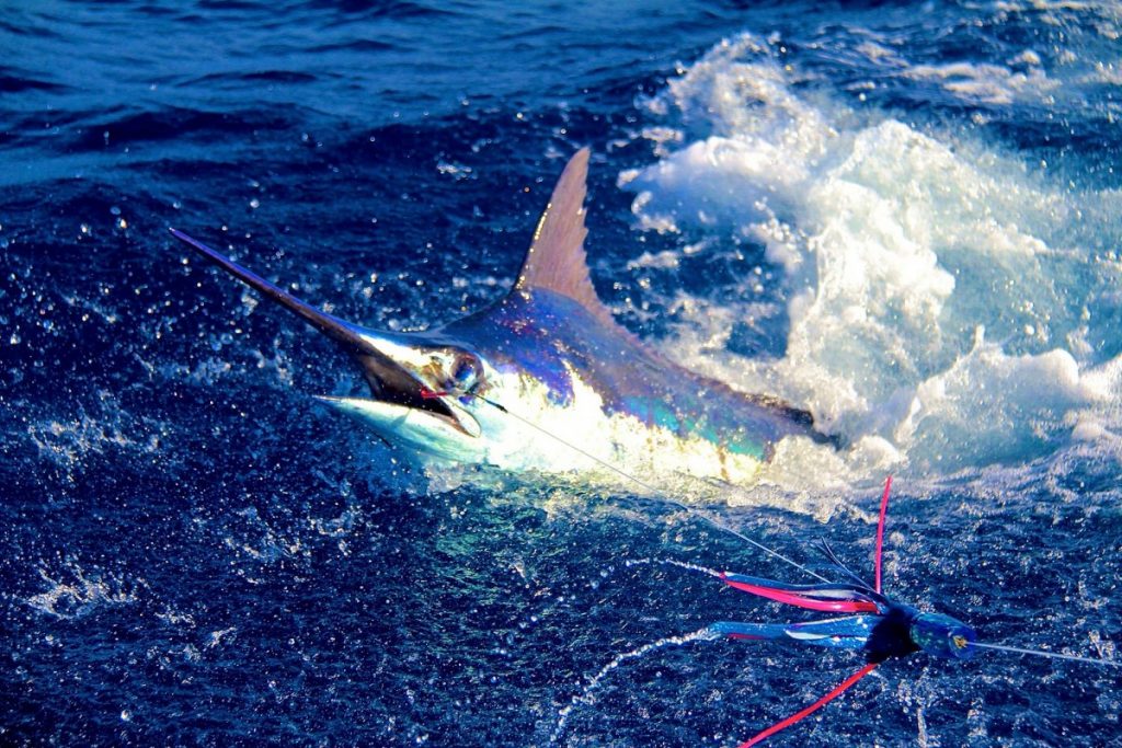 pesca al marlin capo verde Boavista