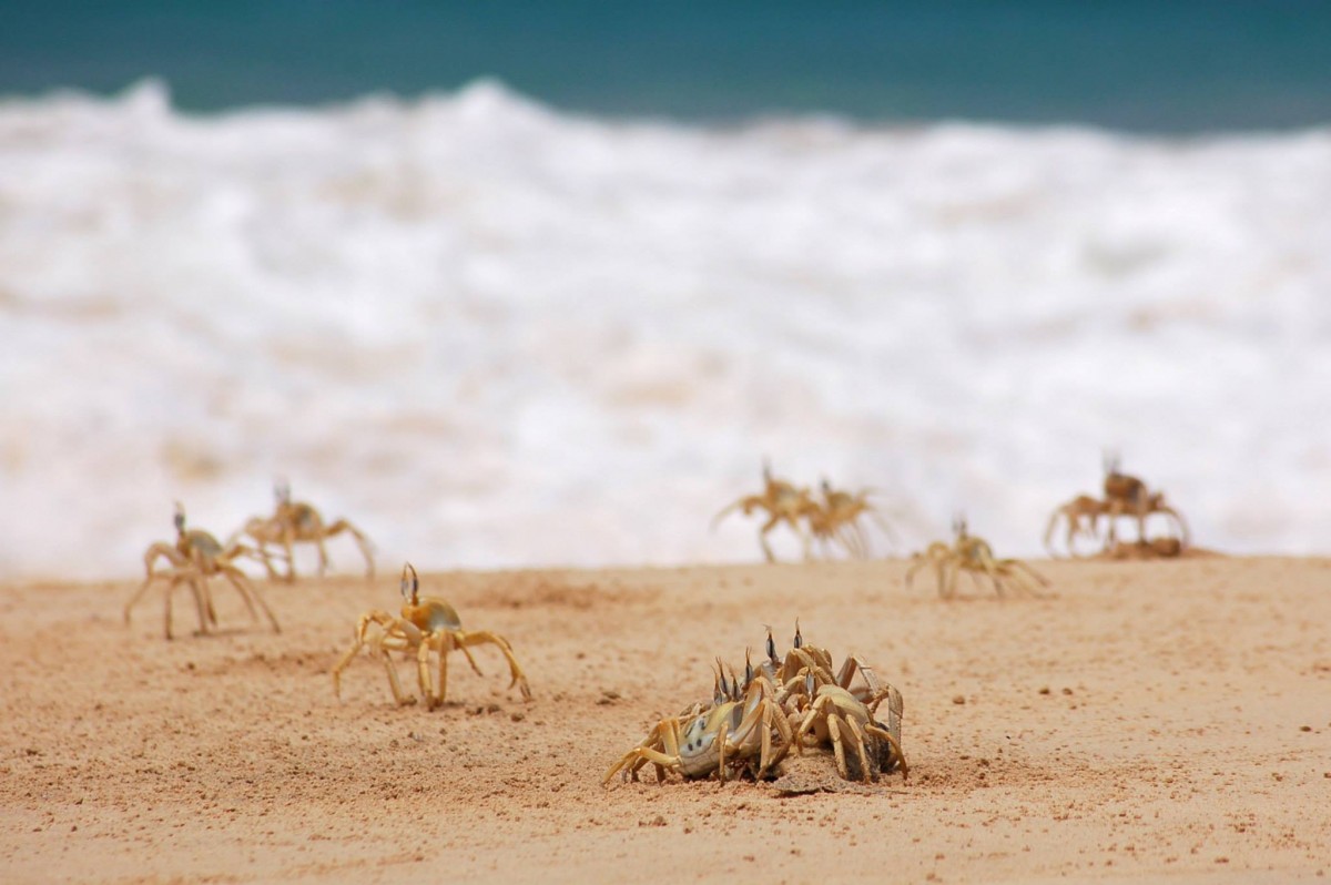 granchi Capo verde Boavista