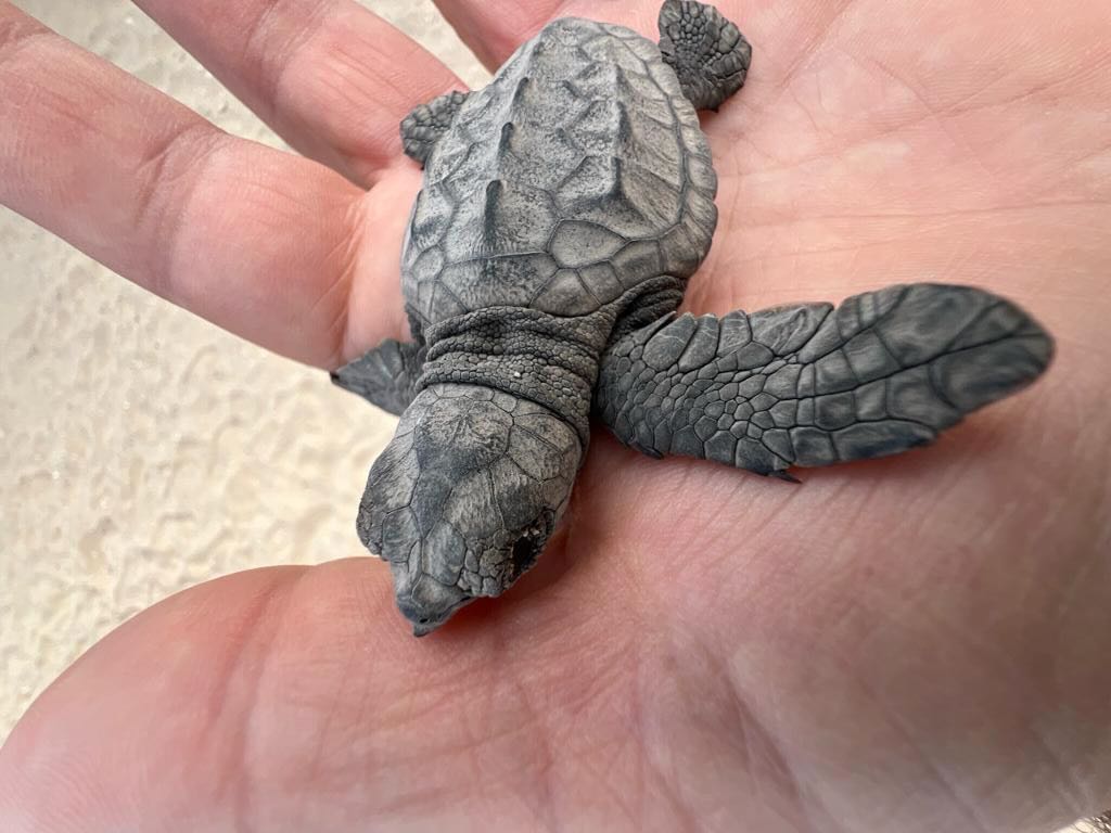 tartarughe Boavista Capo Verde