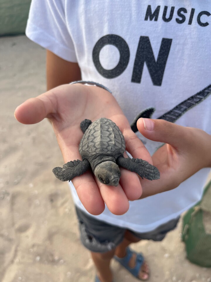 Tartaruga Boavista Capo Verde
