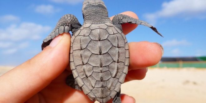 tartarughe di Capo Verde